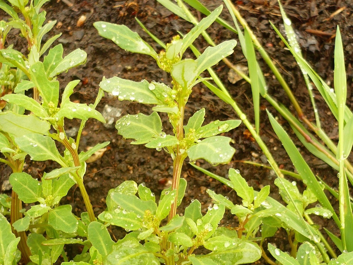 Oxybasis glauca (Amaranthaceae)